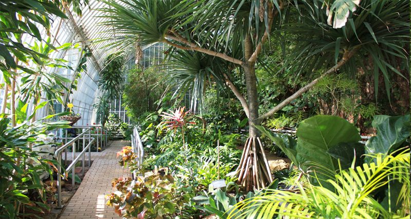 Tree-lined walkways ay Jardin Botanico