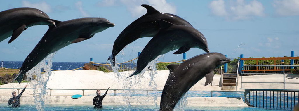 Sea World dolphins