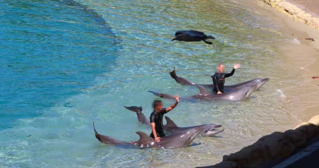 Dolphins in Australia